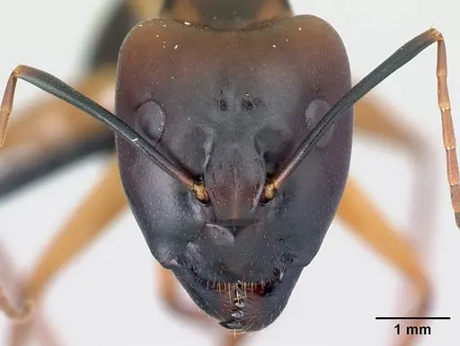 Camponotus strangulatus specimen CASENT0499258 image casent0499258_2