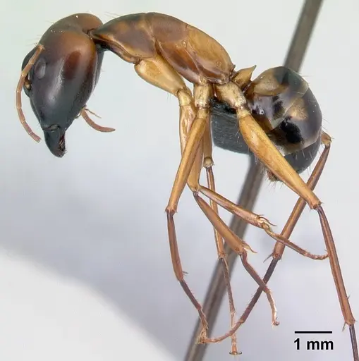 Camponotus strangulatus specimen CASENT0499258 image casent0499258_3
