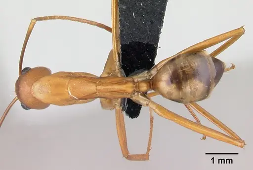Camponotus strangulatus specimen CASENT0499260 image casent0499260_1