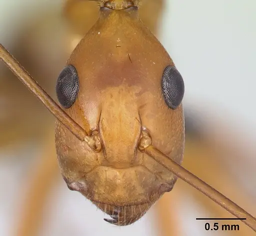 Camponotus strangulatus specimen CASENT0499260 image casent0499260_2