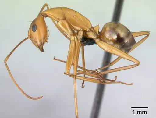 Camponotus strangulatus specimen CASENT0499260 image casent0499260_3