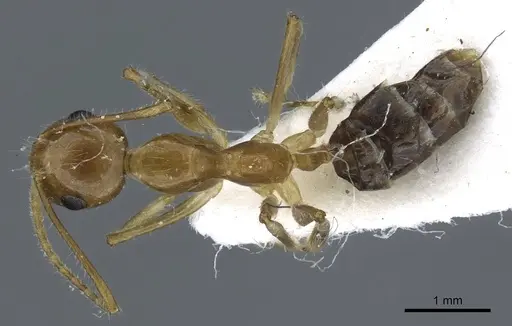 Camponotus striatipes specimen CASENT0905902 image casent0905902_1
