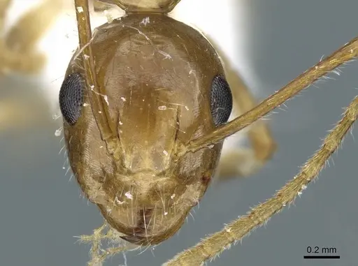 Camponotus striatipes specimen CASENT0905902 image casent0905902_2