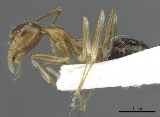 Camponotus striatipes specimen CASENT0905902 image casent0905902_3