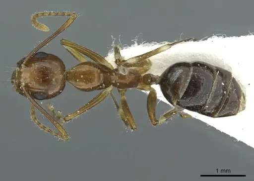 Camponotus striatipes specimen CASENT0911646 image casent0911646_1