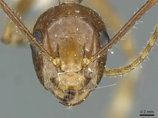Camponotus striatipes specimen CASENT0911646 image casent0911646_2