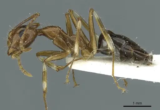 Camponotus striatipes specimen CASENT0911646 image casent0911646_3