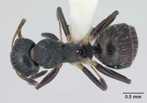 Camponotus striatus specimen CASENT0173559 image casent0173559_1