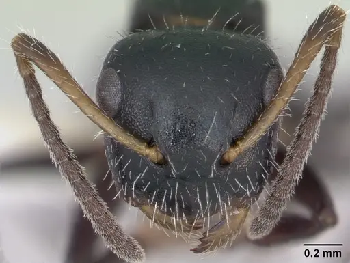 Camponotus striatus specimen CASENT0173559 image casent0173559_2