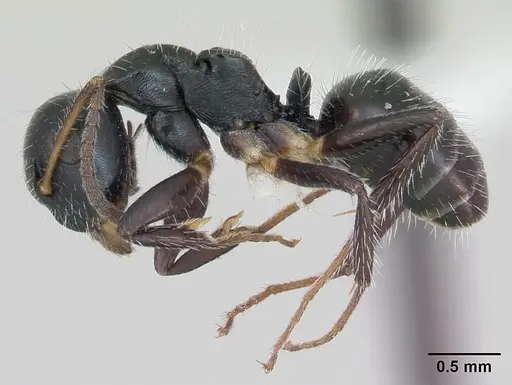 Camponotus striatus specimen CASENT0173559 image casent0173559_3