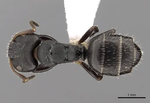 Camponotus striatus specimen CASENT0280121 image casent0280121_1