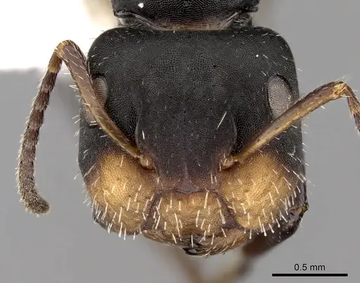 Camponotus striatus specimen CASENT0280121 image casent0280121_2