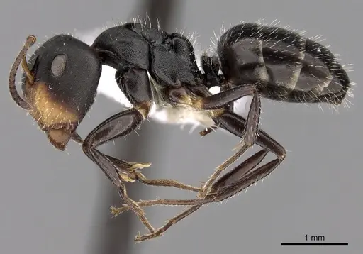 Camponotus striatus specimen CASENT0280121 image casent0280121_3