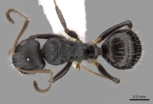 Camponotus striatus specimen CASENT0280122 image casent0280122_1