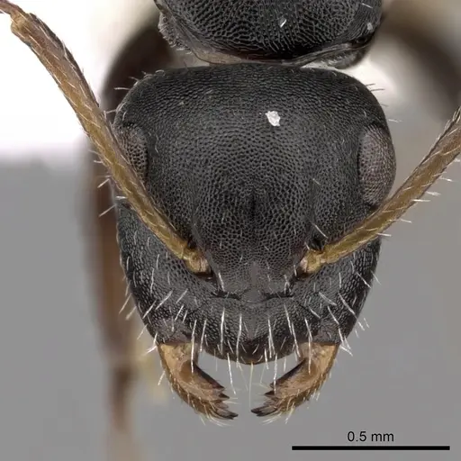 Camponotus striatus specimen CASENT0280122 image casent0280122_2