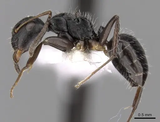 Camponotus striatus specimen CASENT0280122 image casent0280122_3