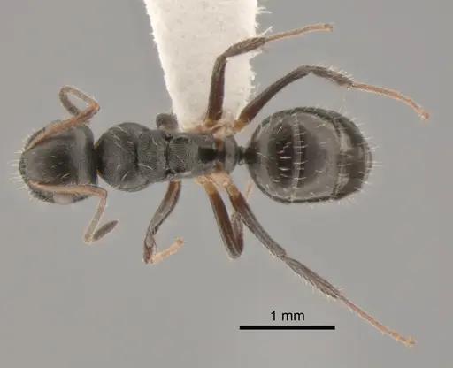 Camponotus striatus specimen CASENT0882309 image casent0882309_1