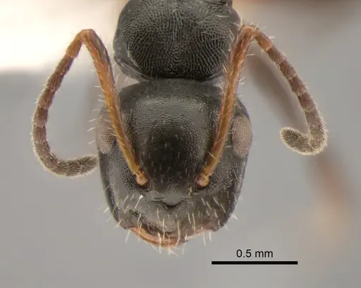 Camponotus striatus specimen CASENT0882309 image casent0882309_2