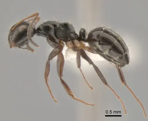 Camponotus striatus specimen CASENT0882309 image casent0882309_3