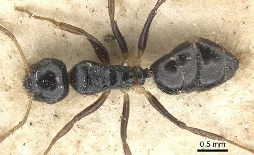 Camponotus striatus specimen CASENT0903642 image casent0903642_1
