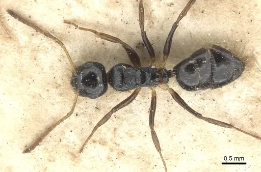 Camponotus striatus specimen CASENT0903642 image casent0903642_2