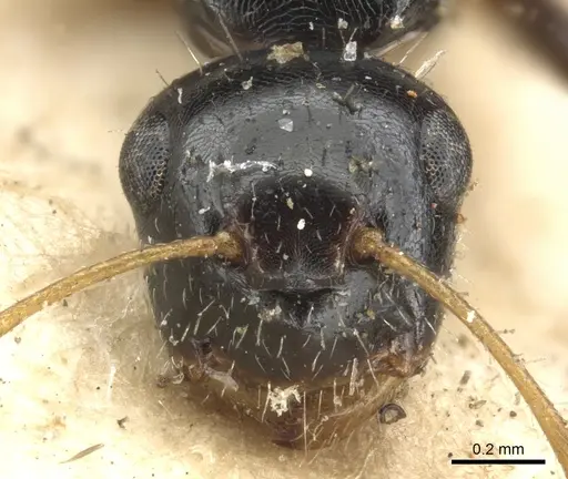 Camponotus striatus specimen CASENT0903642 image casent0903642_3