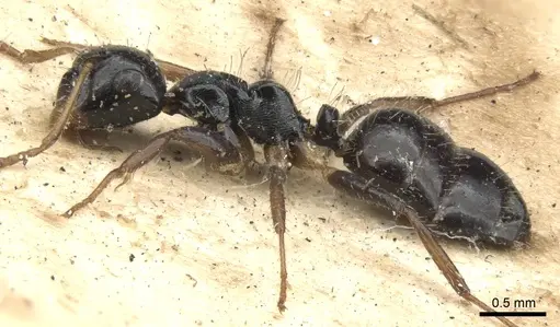 Camponotus striatus specimen CASENT0903642 image casent0903642_4