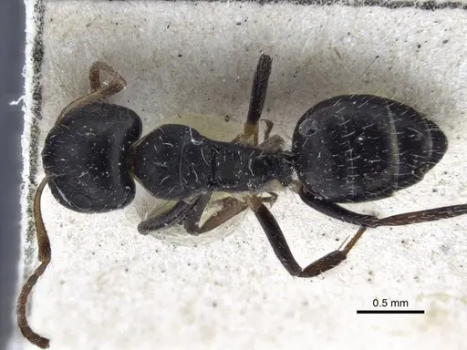 Camponotus striatus specimen CASENT0916613 image casent0916613_1