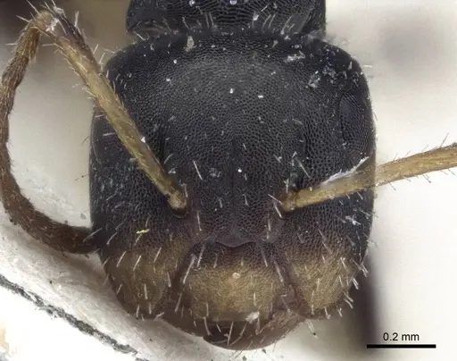 Camponotus striatus specimen CASENT0916613 image casent0916613_2