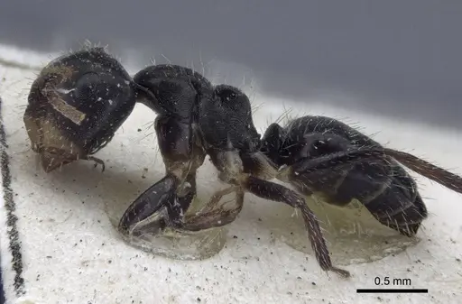 Camponotus striatus specimen CASENT0916613 image casent0916613_3