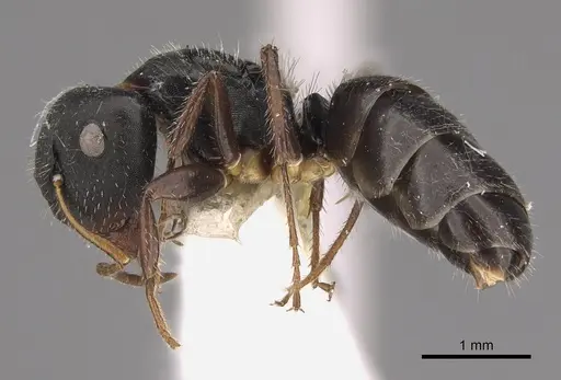 Camponotus striatus specimen CASENT0923555 image casent0923555_1