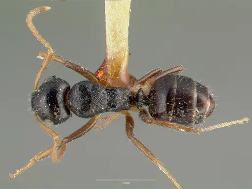 Camponotus striatus specimen CASTYPE00606 image castype00606_1