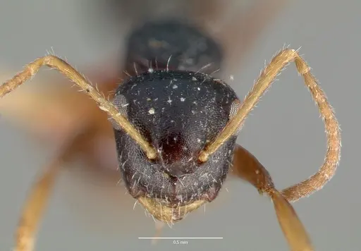 Camponotus striatus specimen CASTYPE00606 image castype00606_2