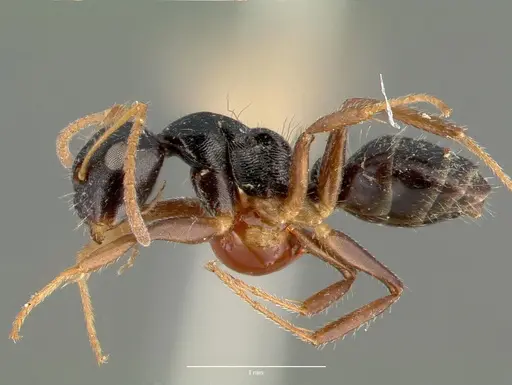 Camponotus striatus specimen CASTYPE00606 image castype00606_3