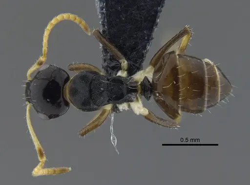 Camponotus striatus specimen CBUMAGENT41776 image cbumagent41776_1