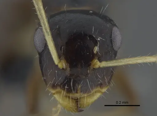 Camponotus striatus specimen CBUMAGENT41776 image cbumagent41776_2