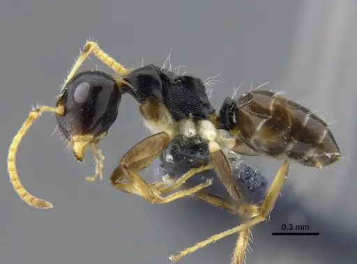 Camponotus striatus specimen CBUMAGENT41776 image cbumagent41776_3