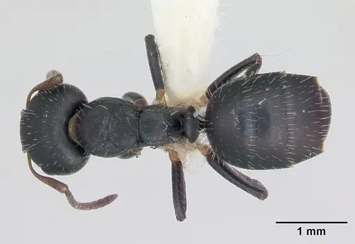 Camponotus striatus specimen INBIOCRI002280548 image inbiocri002280548_1