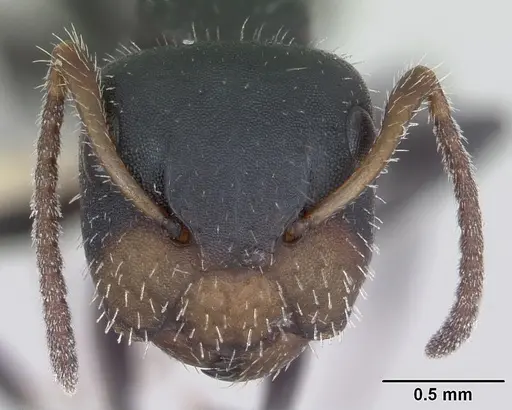 Camponotus striatus specimen INBIOCRI002280548 image inbiocri002280548_2