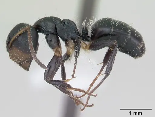 Camponotus striatus specimen INBIOCRI002280548 image inbiocri002280548_3