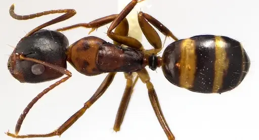 Camponotus subbarbatus specimen ANTWEB1041631 image antweb1041631_1