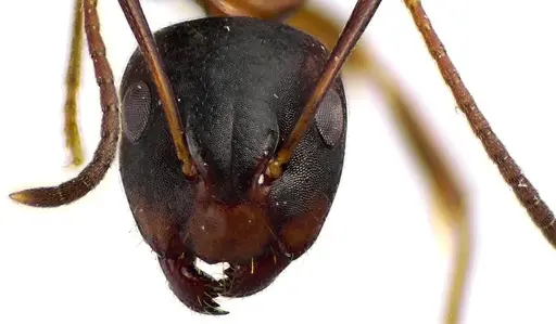 Camponotus subbarbatus specimen ANTWEB1041631 image antweb1041631_2