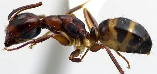 Camponotus subbarbatus specimen ANTWEB1041631 image antweb1041631_3
