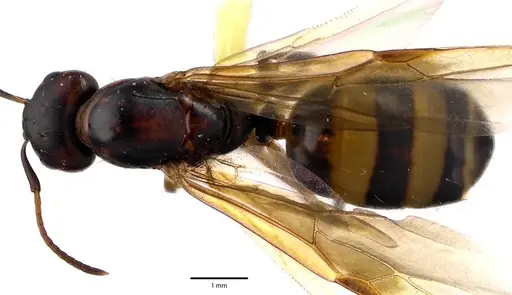 Camponotus subbarbatus specimen ANTWEB1041642 image antweb1041642_1