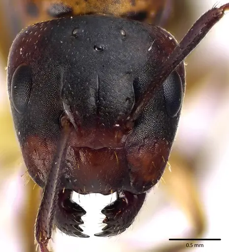 Camponotus subbarbatus specimen ANTWEB1041642 image antweb1041642_2