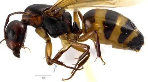 Camponotus subbarbatus specimen ANTWEB1041642 image antweb1041642_3