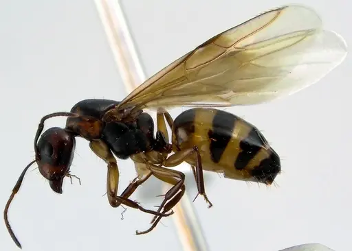 Camponotus subbarbatus specimen ANTWEB1041642 image antweb1041642_4