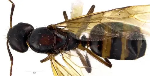 Camponotus subbarbatus specimen ANTWEB1041643 image antweb1041643_1