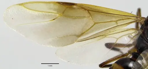 Camponotus subbarbatus specimen ANTWEB1041643 image antweb1041643_2