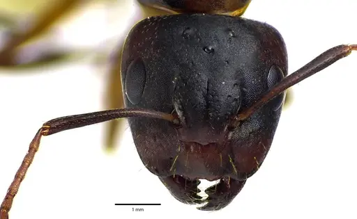 Camponotus subbarbatus specimen ANTWEB1041643 image antweb1041643_3
